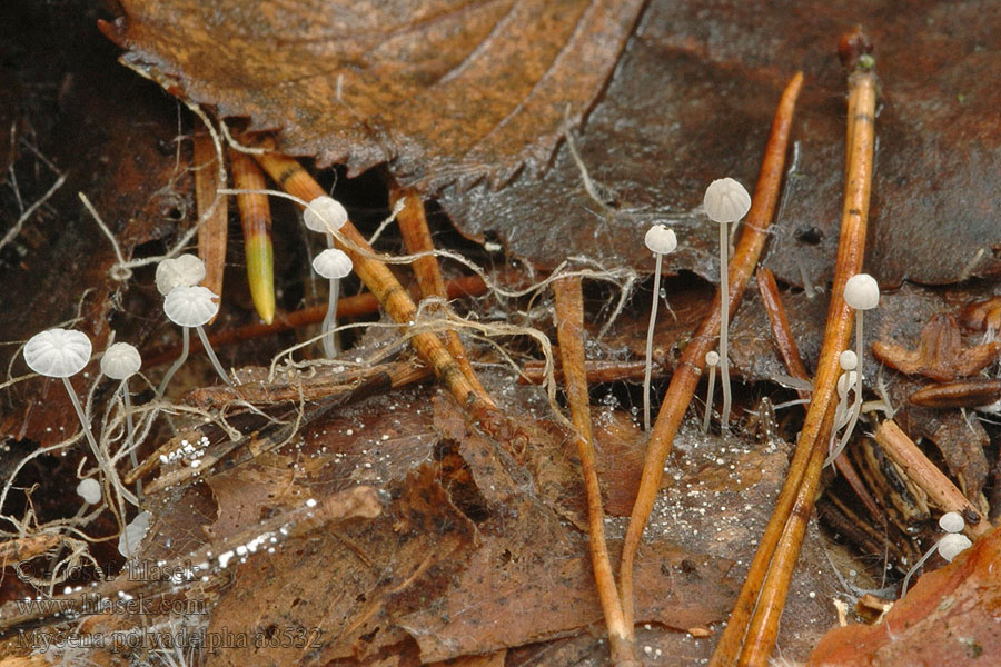 Witte eikebladmycena Egeblads-huesvamp Mycena polyadelpha