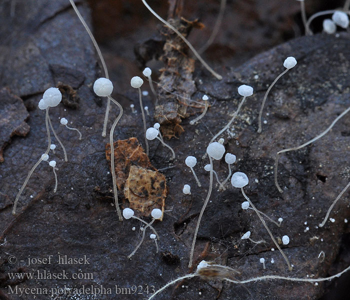 Mycena polyadelpha Helmovka mnohobratrá Grzybówka dębowa