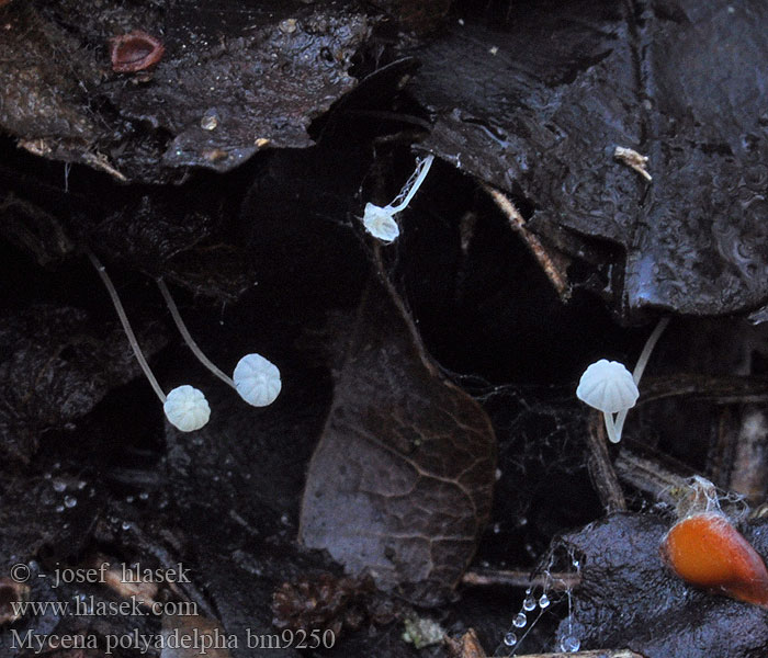 Winziger Eichenblatthelmling Eikebladhette Witte eikebladmycena