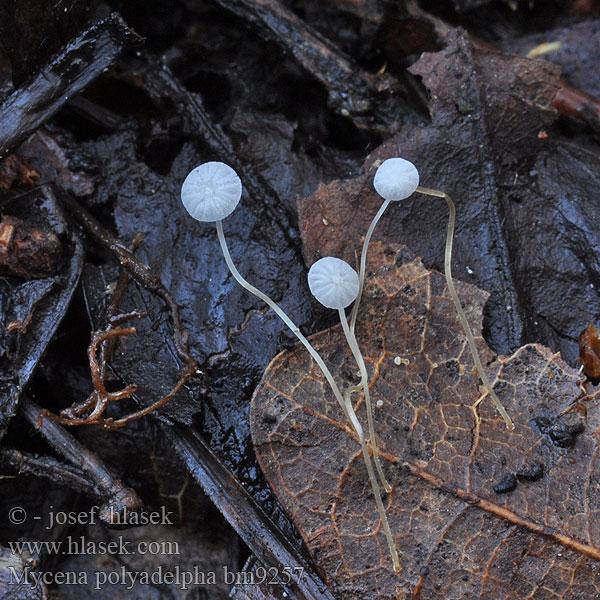 Egeblads-huesvamp Мицена Mycena polyadelpha Helmovka mnohobratrá