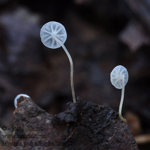 Mycena polyadelpha bm9271