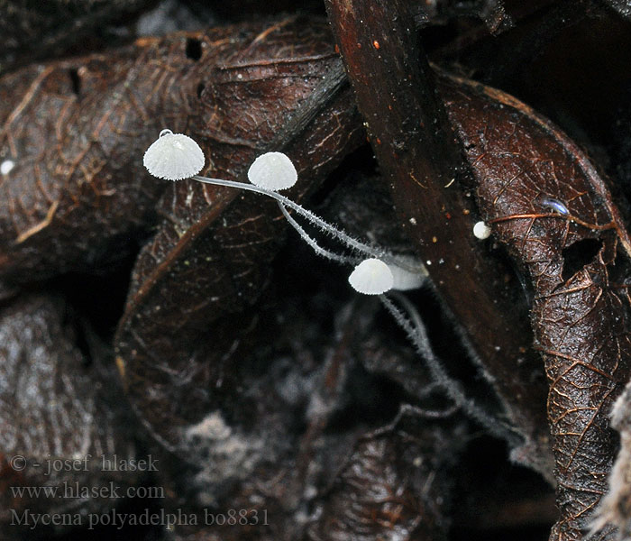 Mycena_polyadelpha_bo8831