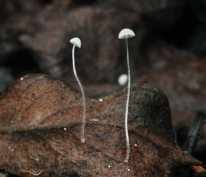 Helmovka mnohobratrá Mycena polyadelpha