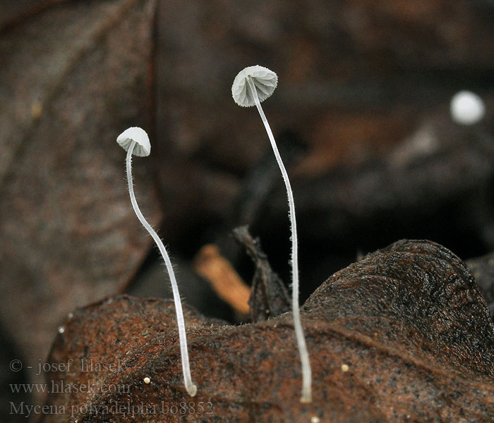 Grzybówka dębowa Mycena polyadelpha