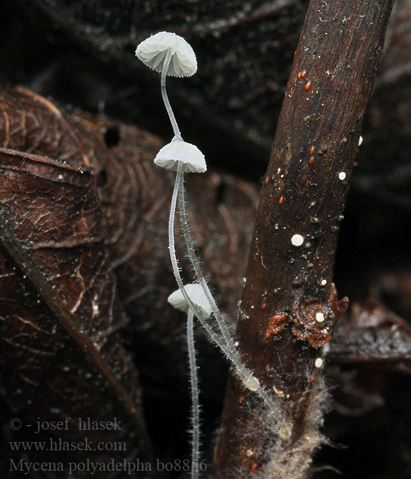 Winziger Eichenblatthelmling Mycena polyadelpha