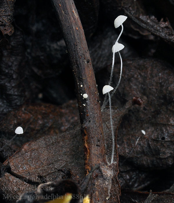 Mycena_polyadelpha_bo8861