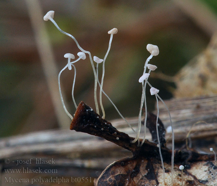 Mycena polyadelpha Helmovka mnohobratrá