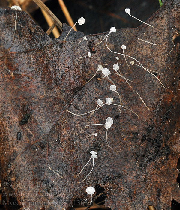 Mycena_polyadelpha_bt1363