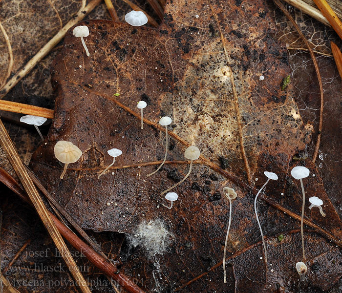 Mycena polyadelpha Winziger Eichenblatthelmling