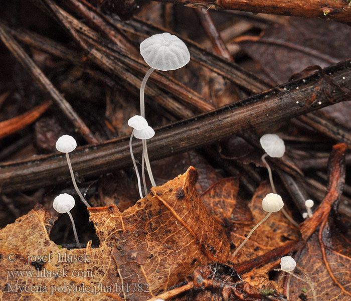 Mycena polyadelpha Eikebladhette