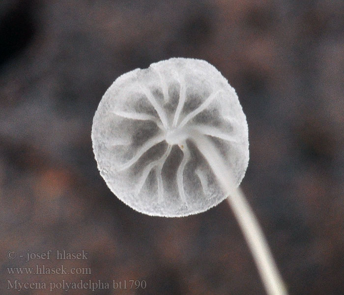 Mycena polyadelpha Witte eikebladmycena