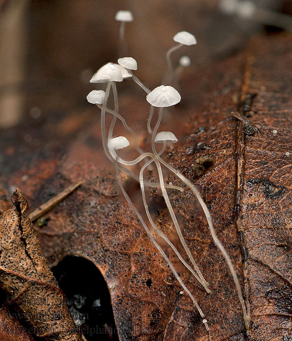 Мицена Mycena polyadelpha