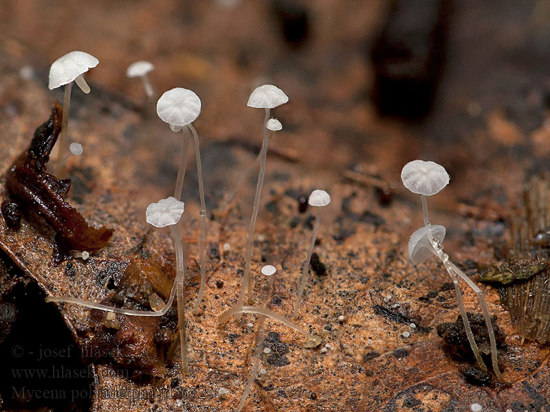 Winziger Eichenblatthelmling Eikebladhette Mycena polyadelpha