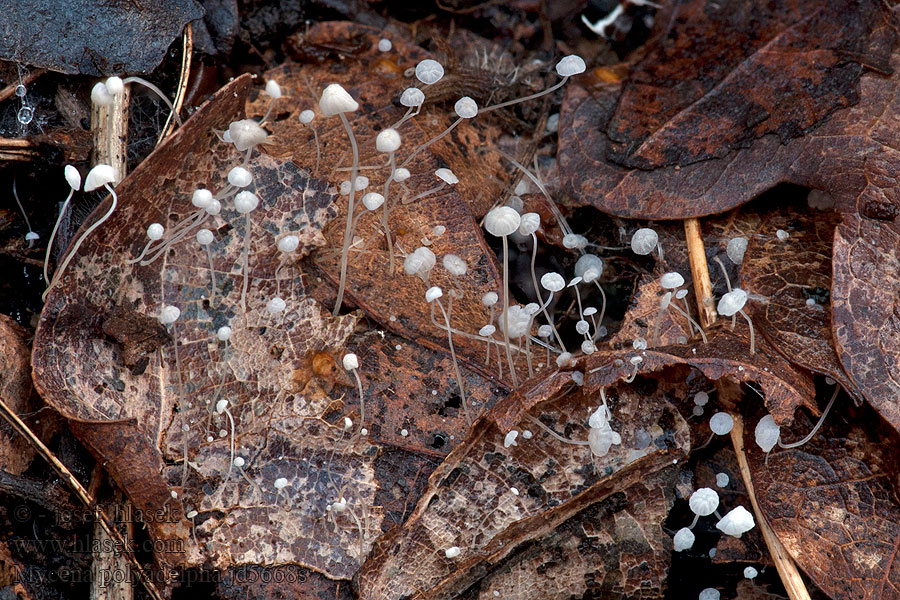 Helmovka mnohobratrá Grzybówka dębowa Mycena polyadelpha