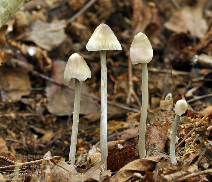 Mycena polygramma Helmovka rýhonohá Rillstielige Helmling