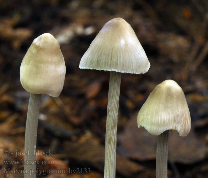 Mycena polygramma Streepsteelmycena Grzybówka bruzdowanotrzonowa