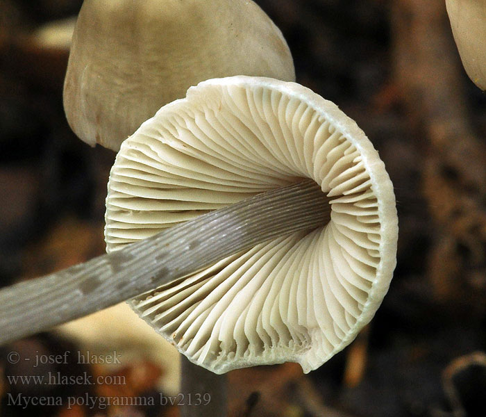 Mycena polygramma Prilbička ryhovaná Mangestribet huesvamp