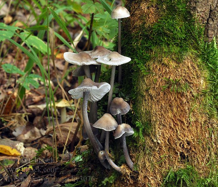 Silverhätta Tinahiippo Mycène pied strié Sølvhette Grooved bonnet