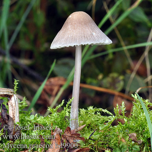 Mycène printanière Abrams' Mycena Suvihiippo Sommarhätta Voorjaarsmycena Zgodnja čeladica Voreilender Helmling Sommerhette Grzybówka wczesna Мицена Абрамса Prilbička Abramsova Sommarhätta Mycena praecox Prunulus abramsii Helmovka raná