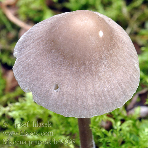 Voorjaarsmycena Zgodnja čeladica Voreilender Helmling Sommerhette Grzybówka wczesna Мицена Абрамса Prilbička Abramsova Sommarhätta Mycena praecox Prunulus abramsii Helmovka raná Mycène printanière Abrams' Mycena Suvihiippo Sommarhätta