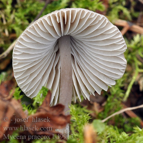 Grzybówka wczesna Мицена Абрамса Prilbička Abramsova Sommarhätta Mycena praecox Prunulus abramsii Helmovka raná Mycène printanière Abrams' Mycena Suvihiippo Sommarhätta Voorjaarsmycena Zgodnja čeladica Voreilender Helmling Sommerhette