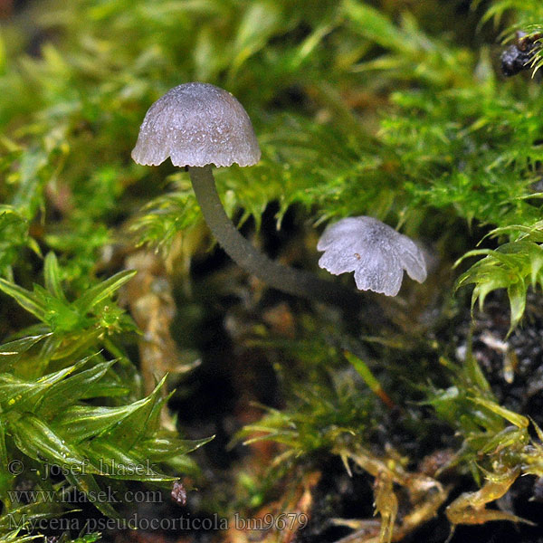 Mycena pseudocorticola Helmovka koromilná Falscher Rindenhelmling