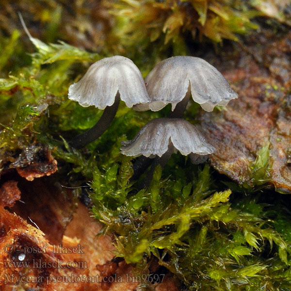 Mycena_pseudocorticola_bm9697