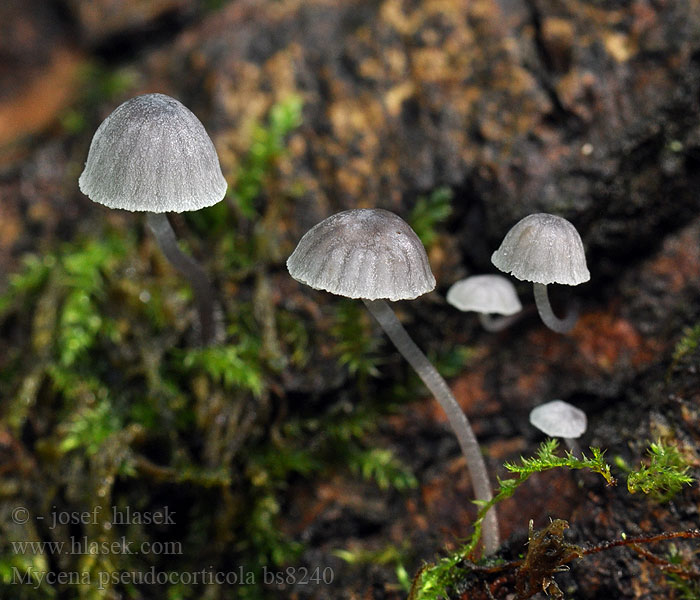 Mycena pseudocorticola Helmovka koromilná Gråblå Bark-Huesvamp