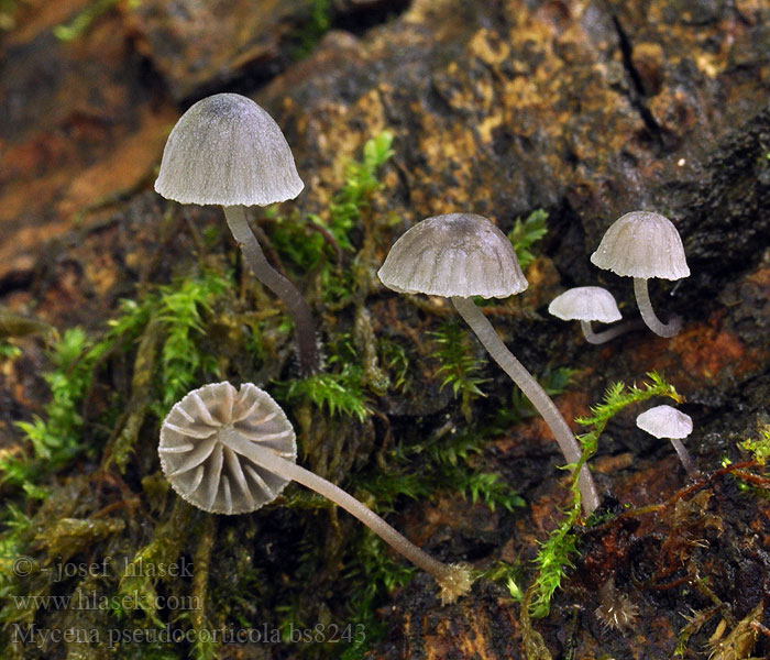 Mycena pseudocorticola Falscher Rindenhelmling