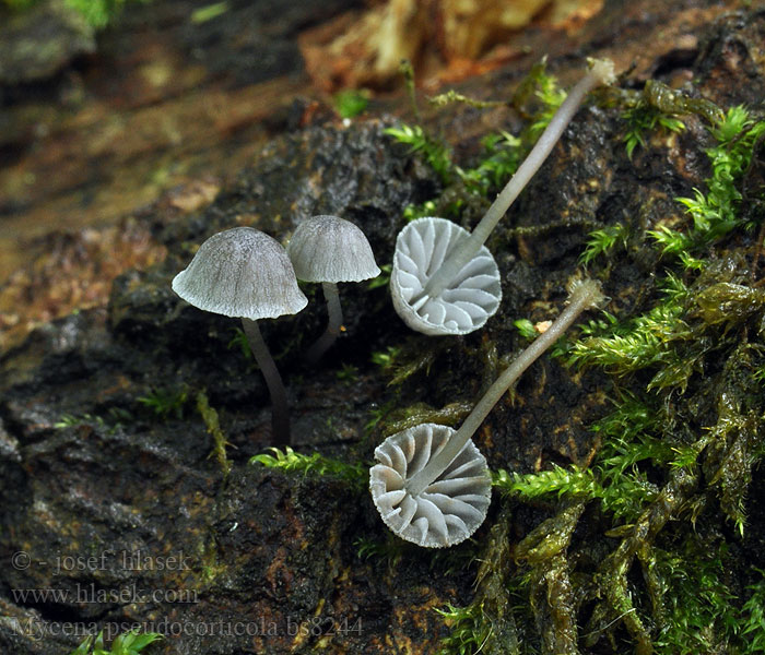 Mycena pseudocorticola Blauwgrijze schorsmycena