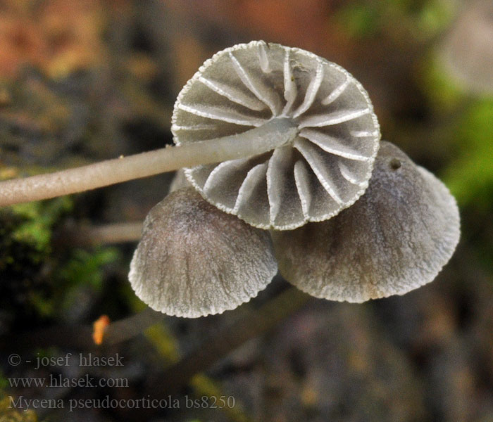 Mycena pseudocorticola Grzybówka niebieskoszara