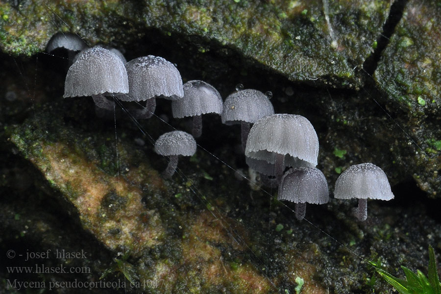 Helmovka koromilná Mycena pseudocorticola