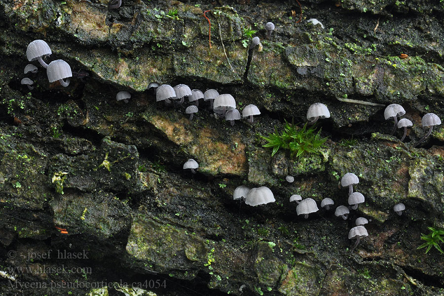 Falscher Rindenhelmling Mycena pseudocorticola