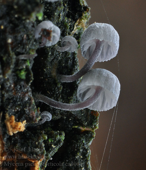 Blauwgrijze schorsmycena Mycena pseudocorticola