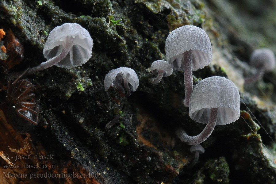 Grzybówka niebieskoszara Mycena pseudocorticola