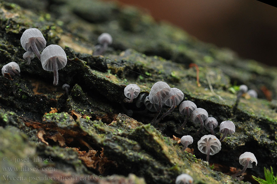 Mycena pseudocorticola