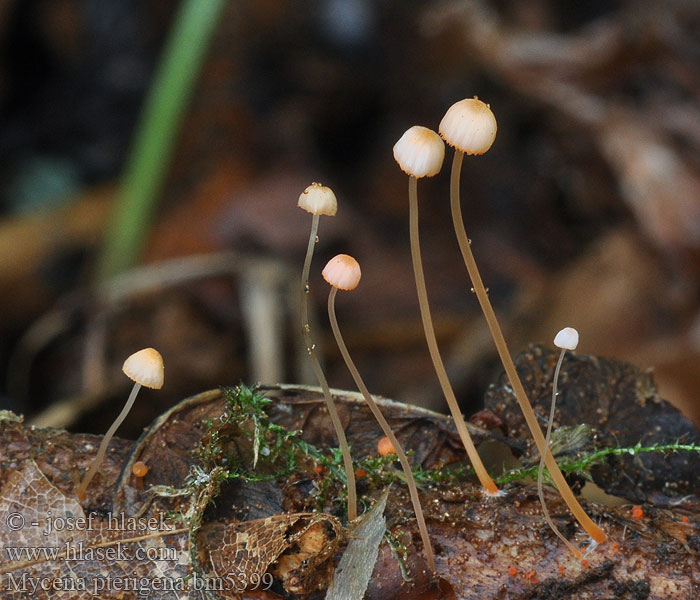 Mycena pterigena Bräkenhätta Helmovka kapradinová