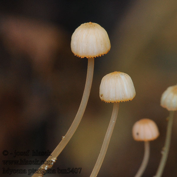 Mycena pterigena bm5407