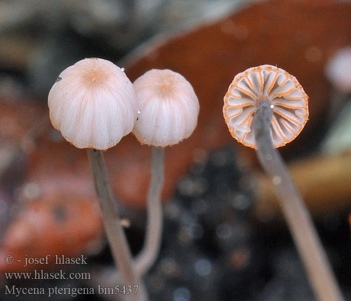 Bregnehette Farnhelmling Farn Helmling Varenmycena