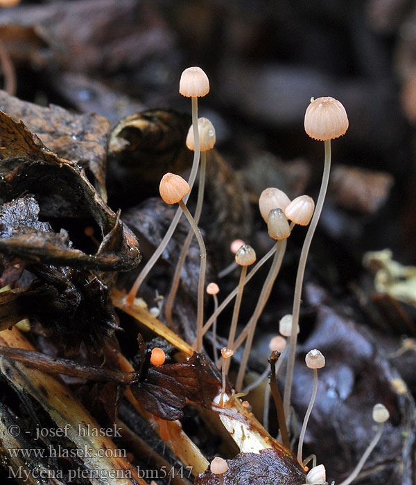 Mycena pterigena bm5447