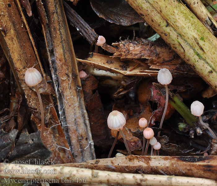 Mycena pterigena bm5456