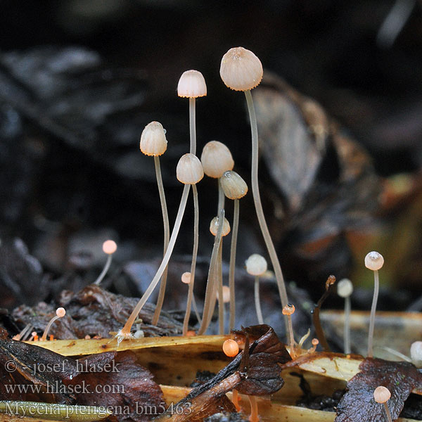 Mycena pterigena bm5463