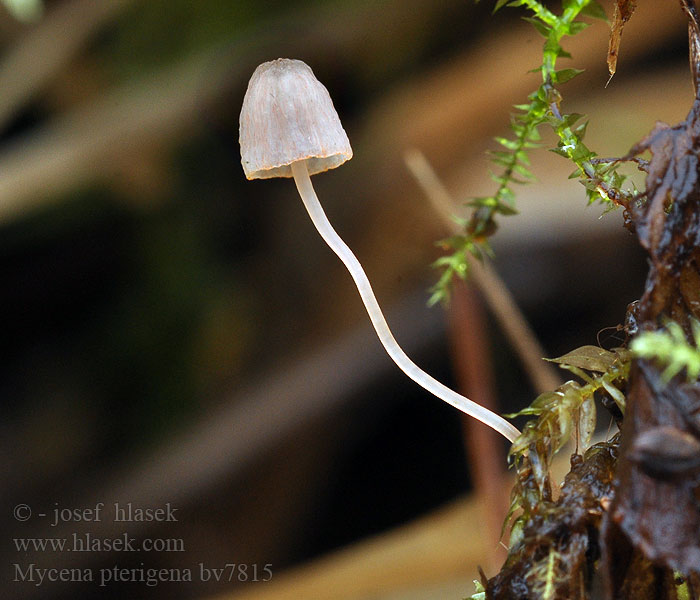 Mycena pterigena Bräkenhätta Helmovka kapradinová