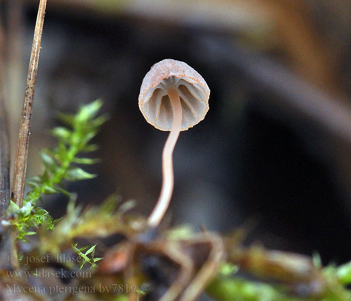 Mycena pterigena Prilbička papradinová Мицена птичья