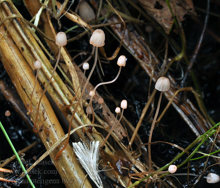 Mycena pterigena Grzybówka paprociowa Bregnehette