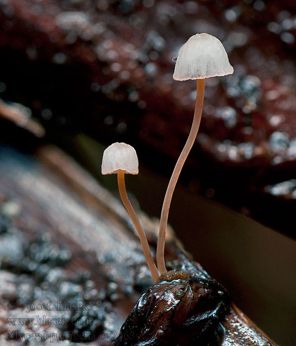 Helmovka kapradinová Mycena pterigena