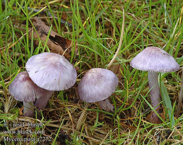 Mycena pura a7272