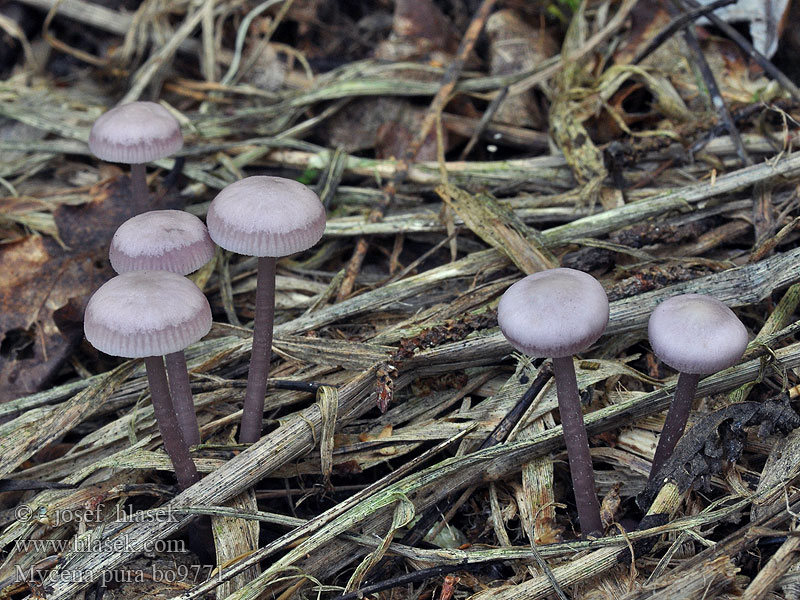 Mycena_pura_bo9771