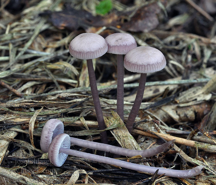 Mycena_pura_bo9776