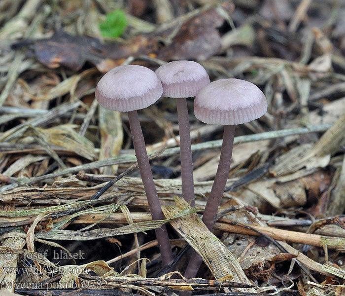 Mycena_pura_bo9782